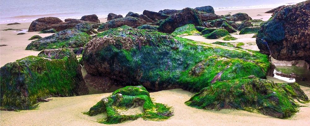 algues marines appelées fucus vesiculosus