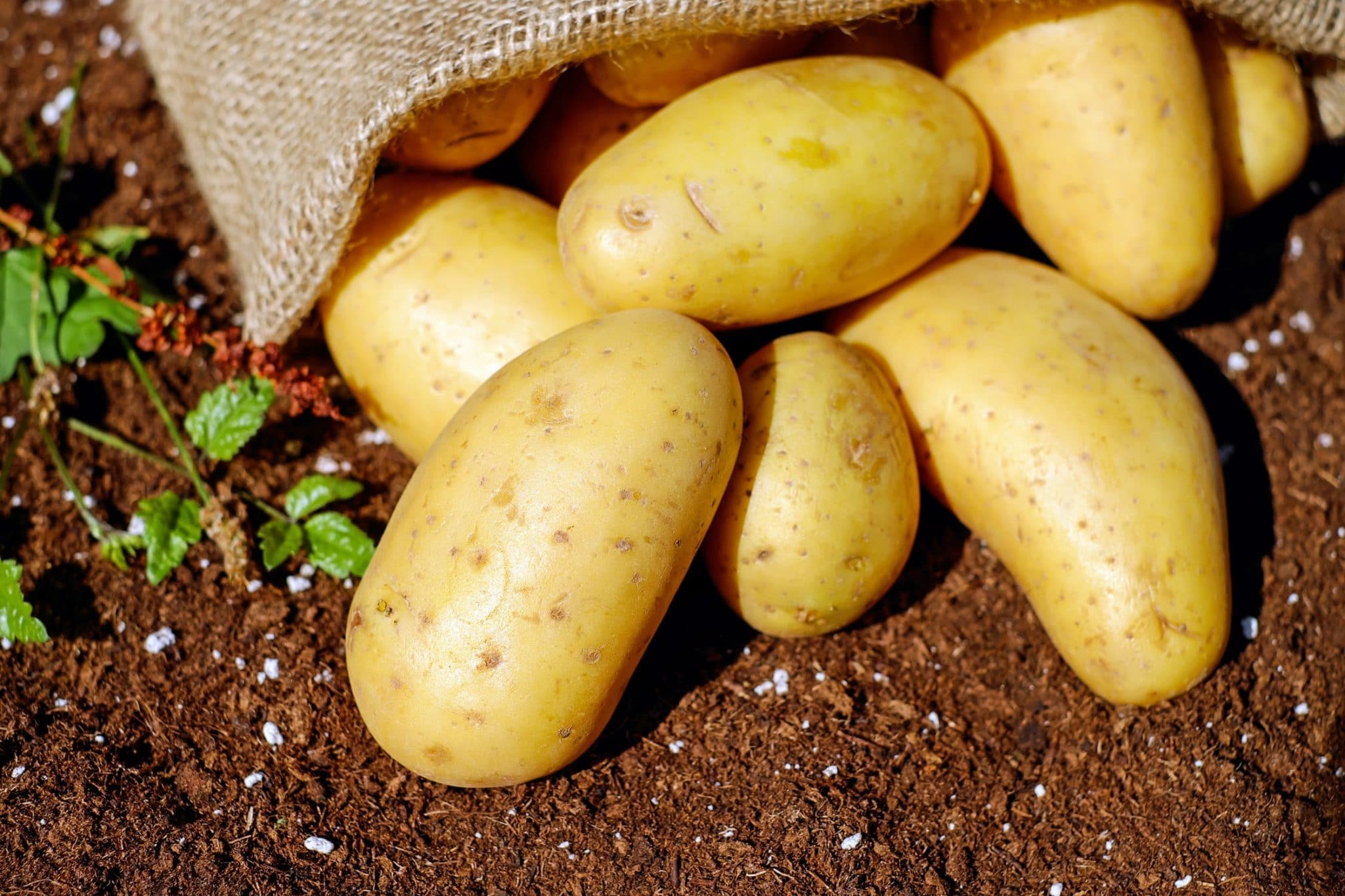 Comment conserver des pommes de terre